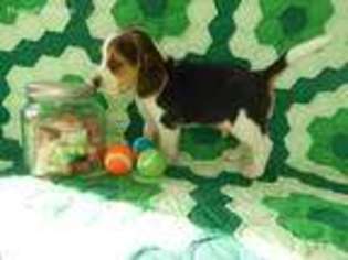 Beagle Puppy for sale in Caulfield, MO, USA