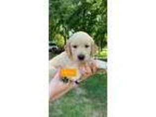 Golden Retriever Puppy for sale in Locust Grove, OK, USA