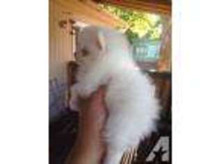 Pomeranian Puppy for sale in TROUTDALE, OR, USA
