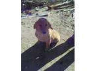 Golden Retriever Puppy for sale in Elizabeth, CO, USA