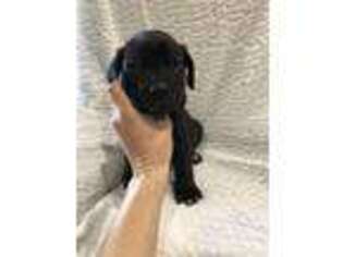 Cane Corso Puppy for sale in Buras, LA, USA