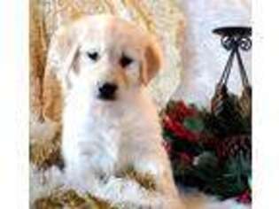 Golden Retriever Puppy for sale in Marshfield, MO, USA