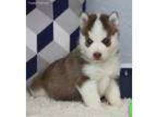 Siberian Husky Puppy for sale in Wanette, OK, USA