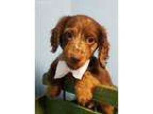 Dachshund Puppy for sale in Bokchito, OK, USA