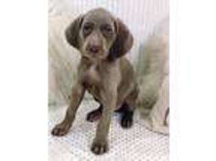 Weimaraner Puppy for sale in Clarion, PA, USA