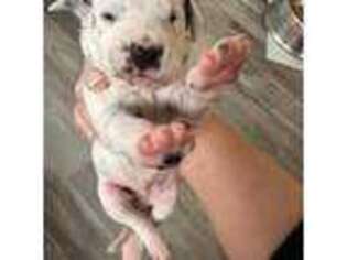 Dalmatian Puppy for sale in Ocala, FL, USA