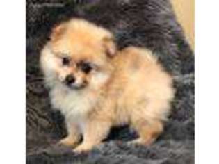 Pomeranian Puppy for sale in New Orleans, LA, USA
