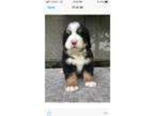Bernese Mountain Dog Puppy for sale in Cleveland, OH, USA