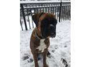 Boxer Puppy for sale in Northport, ME, USA