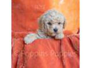 Goldendoodle Puppy for sale in Alpine, UT, USA