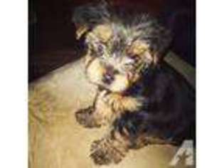 Yorkshire Terrier Puppy for sale in FORSYTH, GA, USA