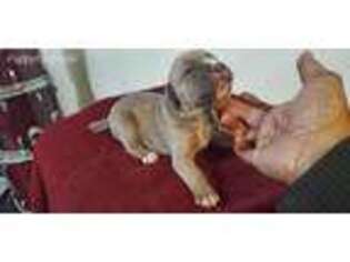 Cane Corso Puppy for sale in Broadview, IL, USA