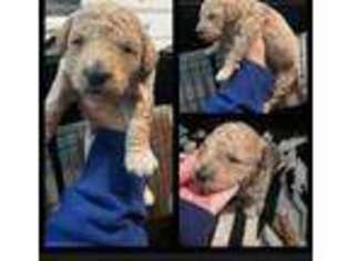 Goldendoodle Puppy for sale in Saint Meinrad, IN, USA