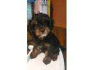 Cavapoo Puppy for sale in New Richmond, WI, USA