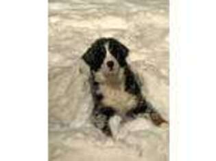 Bernese Mountain Dog Puppy for sale in Buffalo Grove, IL, USA