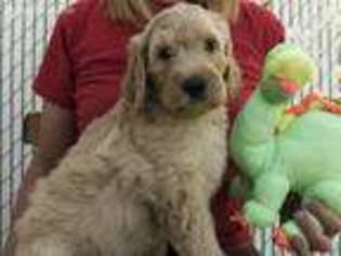 Goldendoodle Puppy for sale in Roy, UT, USA