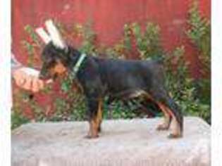 Doberman Pinscher Puppy for sale in RED BLUFF, CA, USA