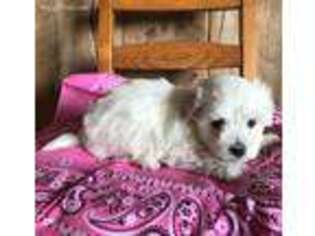 Maltese Puppy for sale in Weston, ID, USA