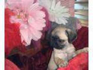 Pug Puppy for sale in Belle Chasse, LA, USA