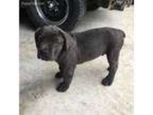 Cane Corso Puppy for sale in Spicewood, TX, USA