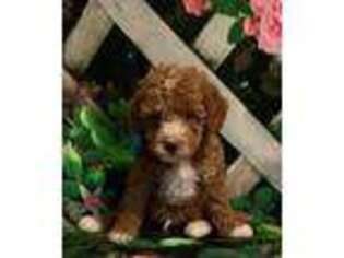 Cavapoo Puppy for sale in Woodbridge, VA, USA