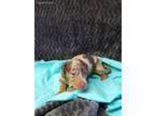 Dachshund Puppy for sale in Ireton, IA, USA