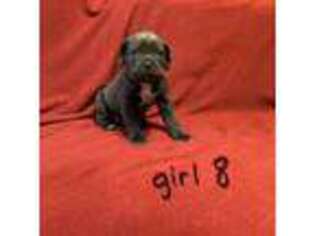 Cane Corso Puppy for sale in Athens, GA, USA