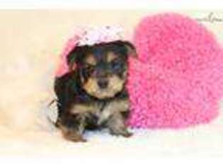 Brussels Griffon Puppy for sale in Saint Louis, MO, USA