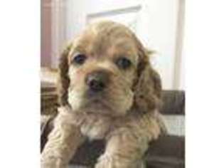 Cocker Spaniel Puppy for sale in Van, TX, USA