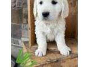 Mutt Puppy for sale in Castle Dale, UT, USA