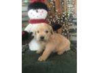 Golden Retriever Puppy for sale in Mayslick, KY, USA