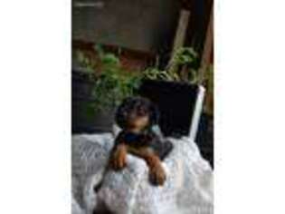 Airedale Terrier Puppy for sale in Stockbridge, MI, USA