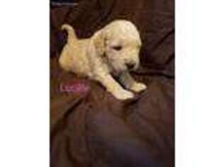 Goldendoodle Puppy for sale in Goldendale, WA, USA