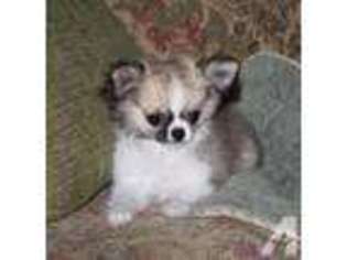 Chihuahua Puppy for sale in BROCKPORT, NY, USA