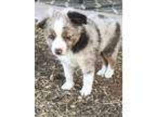 Australian Shepherd Puppy for sale in Guthrie, TX, USA