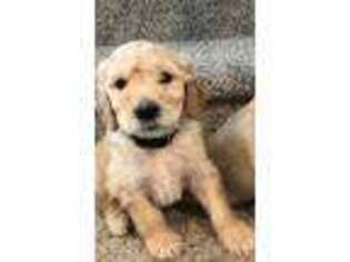 Goldendoodle Puppy for sale in Gridley, CA, USA