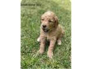 Goldendoodle Puppy for sale in Athens, TX, USA