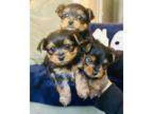 Yorkshire Terrier Puppy for sale in Folsom, CA, USA