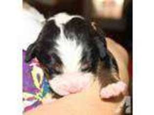 Bernese Mountain Dog Puppy for sale in BLUFF CITY, TN, USA