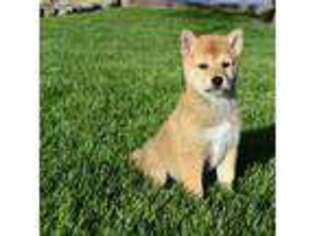 Shiba Inu Puppy for sale in Rochester, IN, USA
