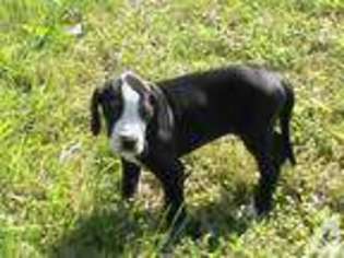 Great Dane Puppy for sale in WRIGHTSVILLE, PA, USA