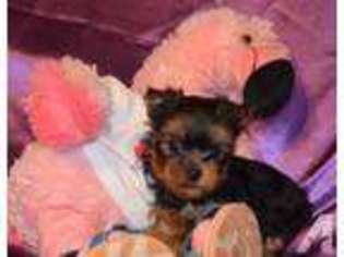 Yorkshire Terrier Puppy for sale in BUSHNELL, FL, USA