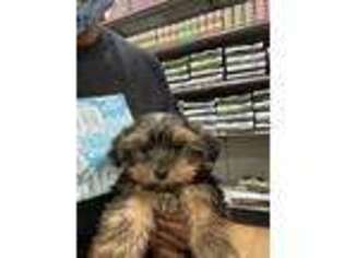 Yorkshire Terrier Puppy for sale in Park Forest, IL, USA