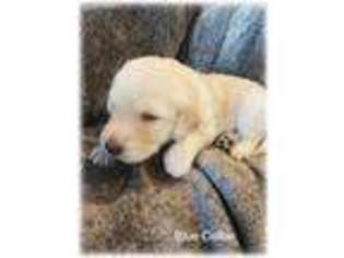 Labradoodle Puppy for sale in Ripon, CA, USA