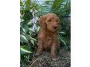 Goldendoodle Puppy for sale in Auburn, NY, USA