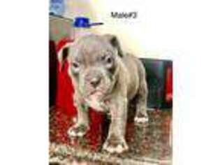 Mutt Puppy for sale in Triangle, VA, USA