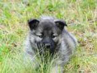 Norwegian Elkhound Puppy for sale in Huson, MT, USA