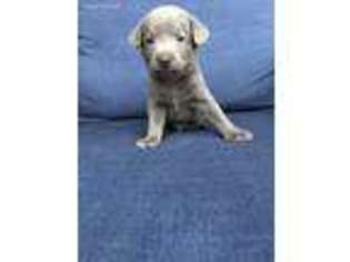 Labrador Retriever Puppy for sale in Lebanon, TN, USA