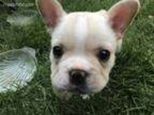 French Bulldog Puppy for sale in North Salt Lake, UT, USA