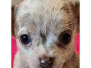 Chihuahua Puppy for sale in Titusville, FL, USA